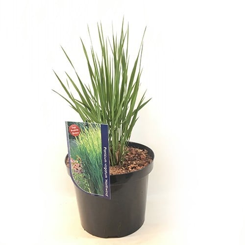 Panicum Virgatum Squaw Vingergras Plantbezorgd