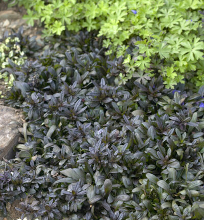 Ajuga reptans 'Chocolate Chip' (= Valfredda) - Zenegroen