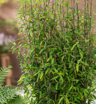 Fargesia 'Black Dragon' - Niet-woekerende bamboe