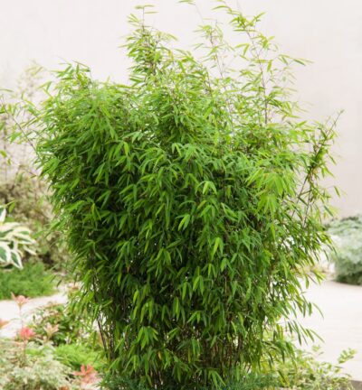 Fargesia nitida 'Black Pearl' - Niet-woekerende bamboe