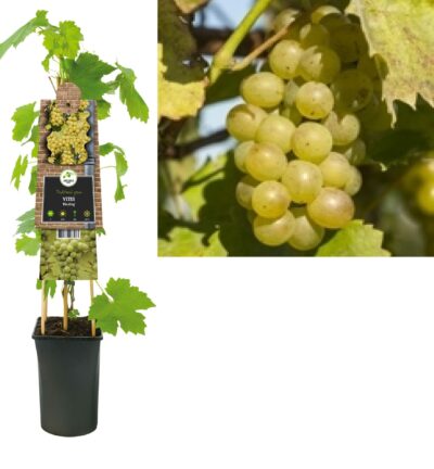 Vitis vinifera 'Riesling' - Witte druif