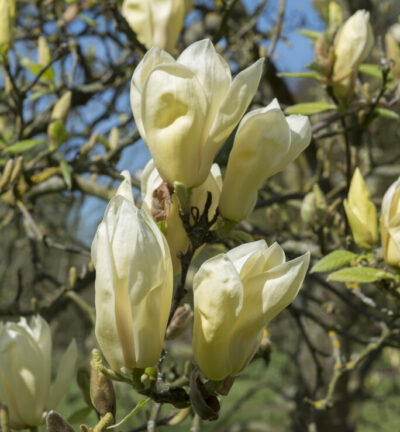 Magnolia 'Yellow Lantern' - Beverboom