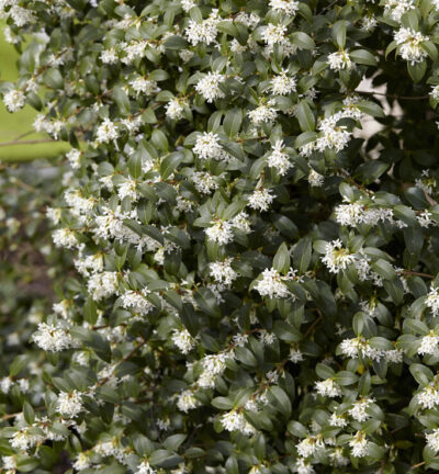 Osmanthus burkwoodii - Schijnhulst