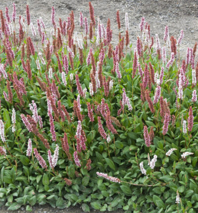 Persicaria affinis 'Darjeeling Red' - Duizendknoop