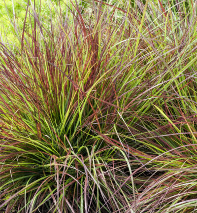 Pennisetum alopecuroides 'Burgundy Bunny' - Lampenschirmgras