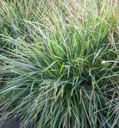 Sesleria 'Heufleriana' - Blaugras