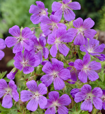 Geranium sanguineum 'Visions Violet' - Ooievaarsbek