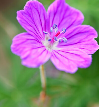 Geranium sanguineum 'Visions Violet' - Ooievaarsbek