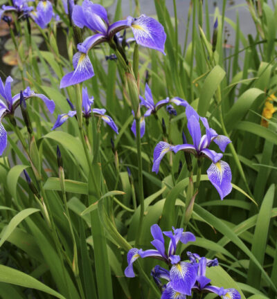 Iris Versicolor - Amerikaanse Iris