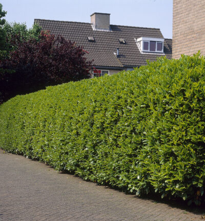 Prunus laurocerasus Rotundifolia - Lorbeer