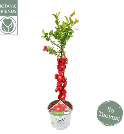 Chaenomeles speciosa 'Scarlet Storm' - Dwergkwee