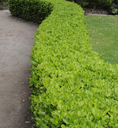 Euonymus japonicus 'Green Spire' - Japanische Spindel
