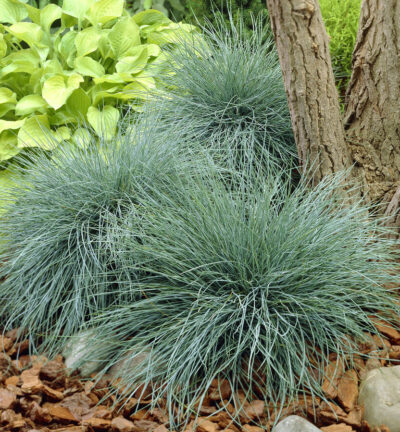 Festuca Glauca 'Zwergenkönig' - Blauw Schapengras