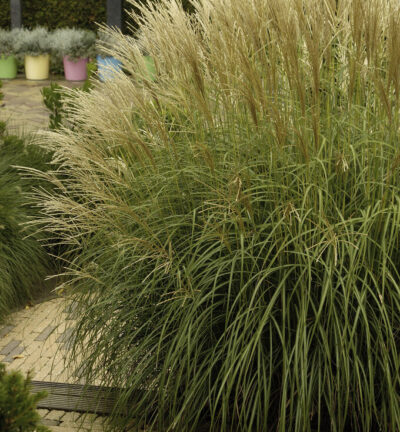 Miscanthus sinensis - Prachtriet