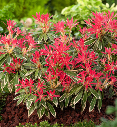 Pieris japonica 'Flaming Silver' - Rotsheide