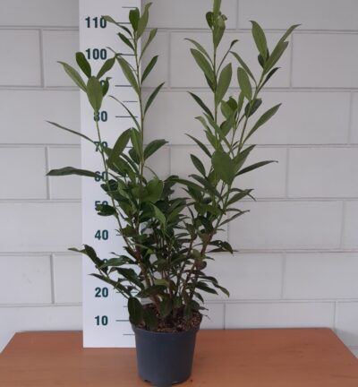Prunus laurocerasus 'Caucasica' - Laurierkers