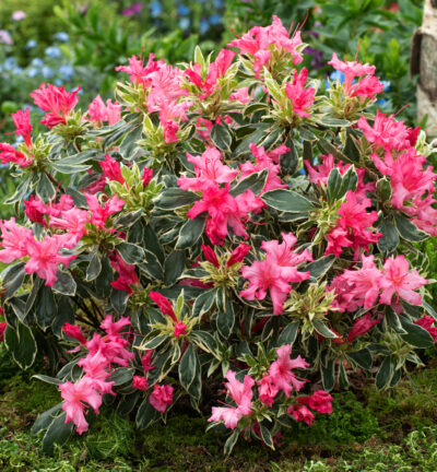 Rhododendron 'Bollywood' ® - Zwerg-Rhododendron