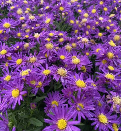 Aster dumosus 'Professor Anton Kippenberg' - Herfstaster