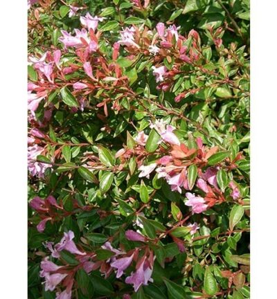 Abelia grandiflora 'Edward Goucher' - Abelia