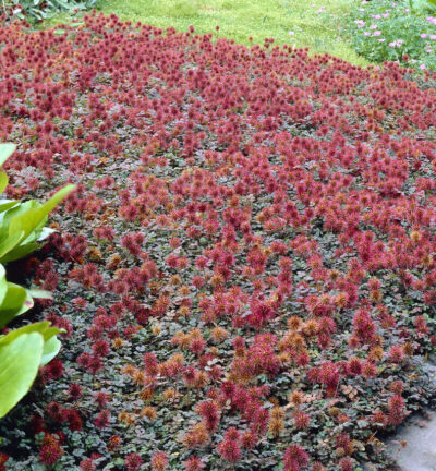Acaena microphylla 'Kupferteppich' - Stachelige Walnuss