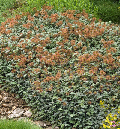 Acaena microphylla - Stekelnootje