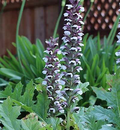 Acanthus Mollis - Berenklauw