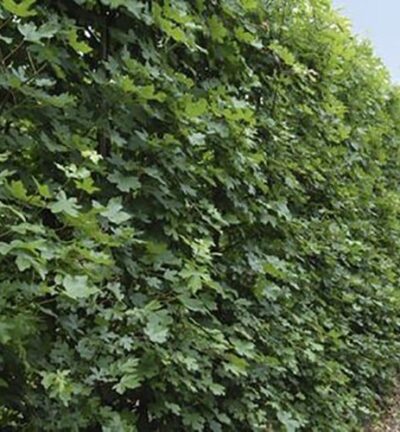 Acer Campestre - Veldesdoorn