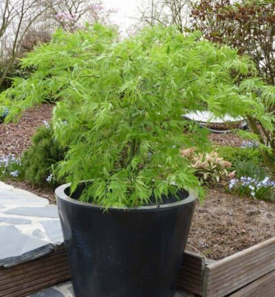 Acer palmatum 'Dissectum' - Japanse Esdoorn