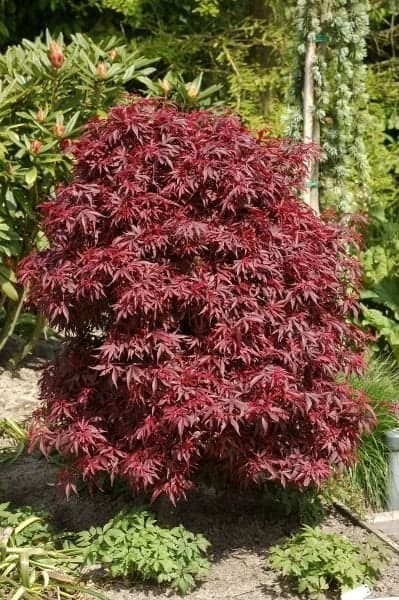 Acerpalmatum