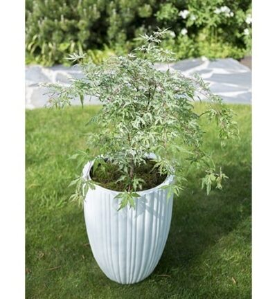 Acer palmatum 'Ukigumo' - Japanse Esdoorn