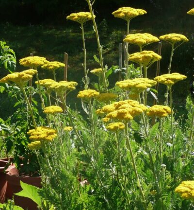 Achillea filipendulina 'Cloth of Gold' - Duizendblad