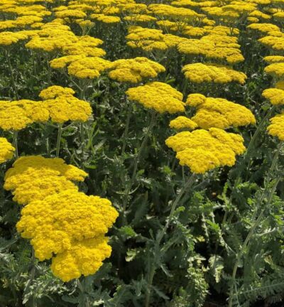 Achillea 'Moonshine' - Duizendblad