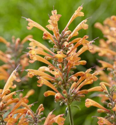 Agastache 'Kudos Mandarin' - Dropplant