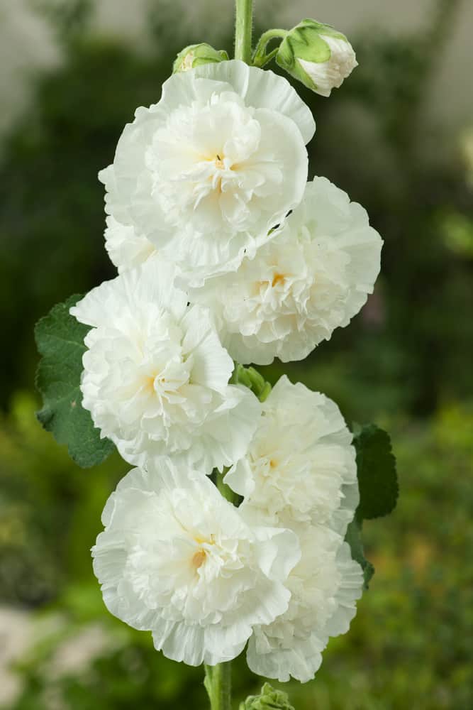 Alcea Rosea 'Chater´S Double White' - Stokroos - Plantbezorgd