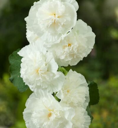 Alcea rosea 'Chater´s Double White' - Stokroos