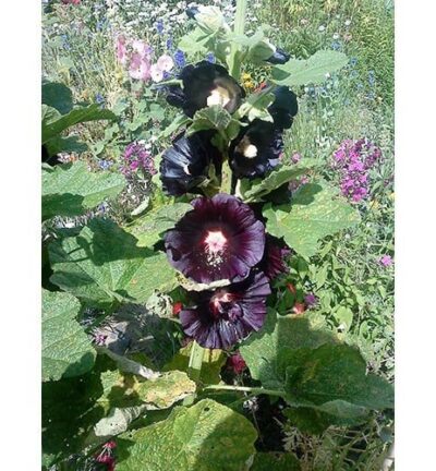 Alcea rosea 'Nigra' - Stokroos