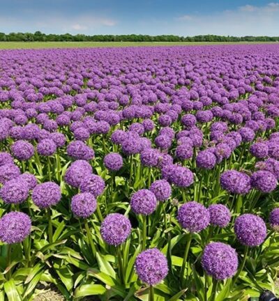 Allium Globemaster -  Sierui
