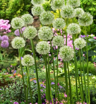 Allium 'Mount Everest' - Zierlauch