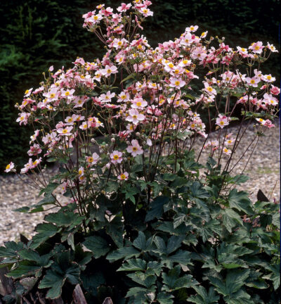 Anemone hupehensis 'Splendens' - Herfstanemoon
