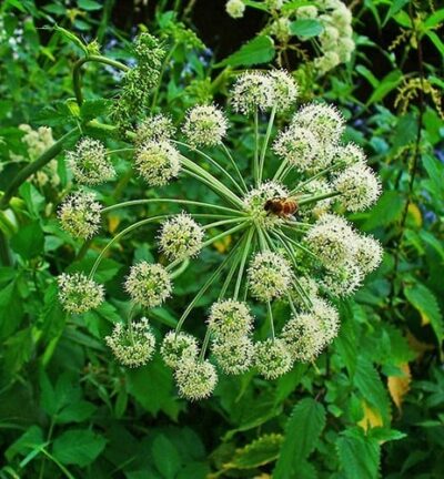 Angelica Archangelica - Grote engelwortel