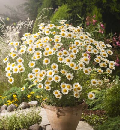 Anthemis 'Sauce Hollandaise' - Kamille