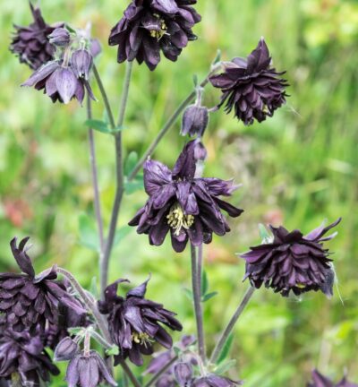 Aquilegia Vulgaris 'Black Barlow' - Akelei