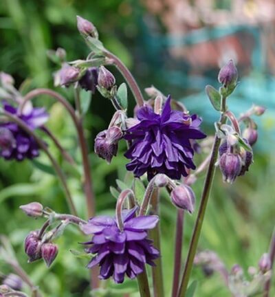 Aquilegia Vulgaris 'Blue Barlow' - Akelei