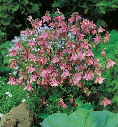 Aquilegia Vulgaris 'Heidi' - Akelei