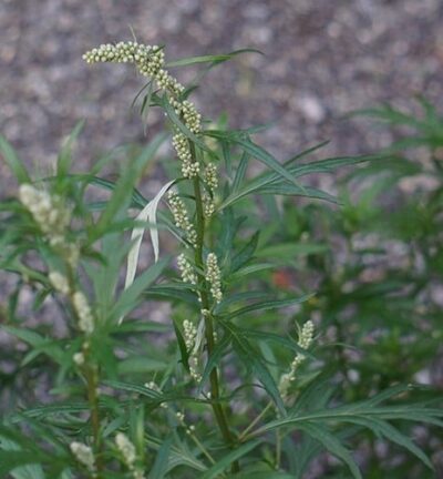 Artemisia Vulgaris - Bijvoet