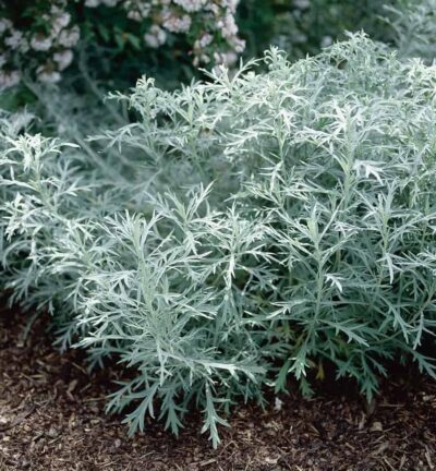 Artemisia ludoviciana 'Silver Queen' - Bijvoet