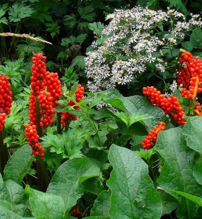 Arum italicum - Italiaanse Aronskelk