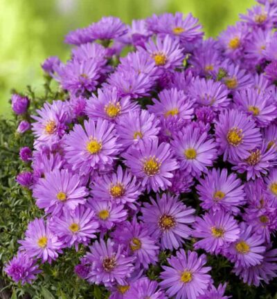 Aster dumosus 'Anneke' - Herfstaster