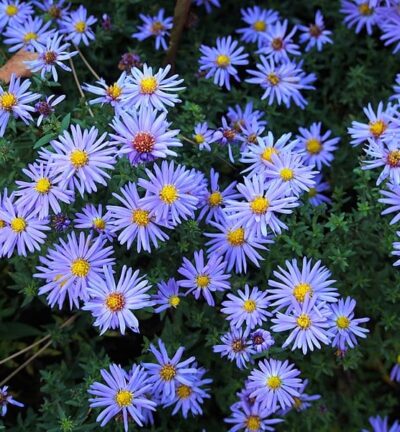 Aster dumosus 'Lady in Blue' - Herbst-Aster