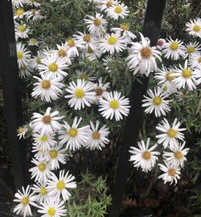 Aster dumosus 'Schneekissen' - Herfstaster
